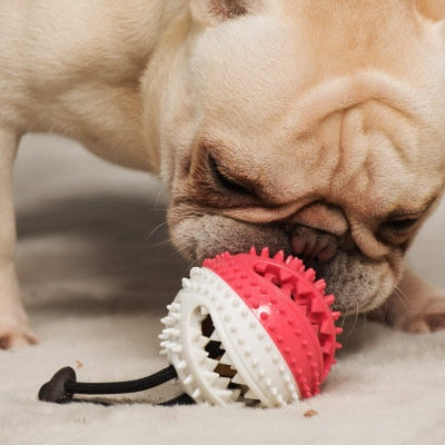 Suction Cup Dog Ball